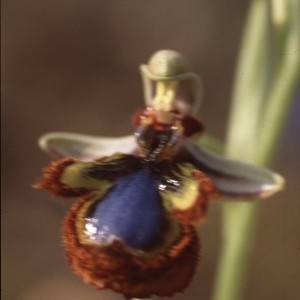 Photographie n°2347452 du taxon Ophrys speculum Link [1799]