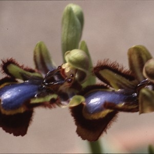 Photographie n°2347453 du taxon Ophrys speculum Link [1799]