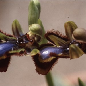 Photographie n°2347454 du taxon Ophrys speculum Link [1799]