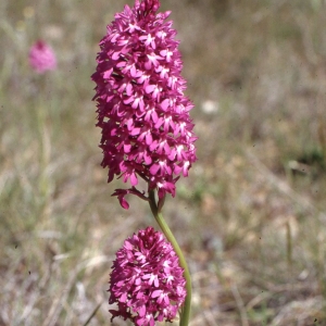 Photographie n°2347457 du taxon Anacamptis pyramidalis (L.) Rich.