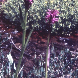 Photographie n°2347458 du taxon Dactylorhiza cruenta (O.F.Müll.) Soó [1962]