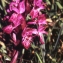  Liliane Roubaudi - Dactylorhiza cruenta (O.F.Müll.) Soó [1962]