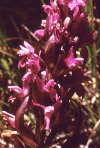 Liliane Roubaudi, le  5 juillet 1998 (Cervières)
