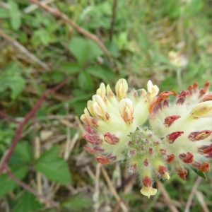 Photographie n°2347473 du taxon Anthyllis vulneraria L.