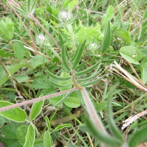 Photographie n°2347474 du taxon Anthyllis vulneraria L.