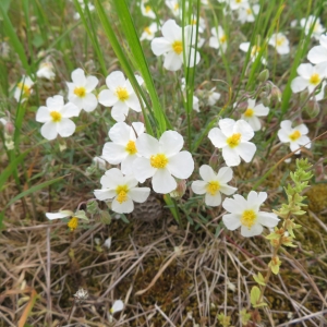 Photographie n°2347487 du taxon Helianthemum apenninum (L.) Mill.