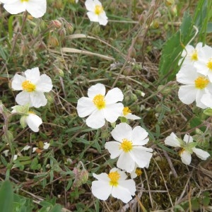 Photographie n°2347489 du taxon Helianthemum apenninum (L.) Mill.