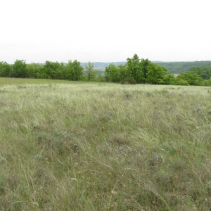 Photographie n°2347495 du taxon Stipa gallica Celak.