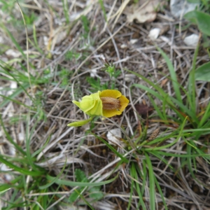  - Ophrys lutea Cav.