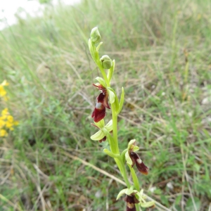  - Ophrys insectifera L.