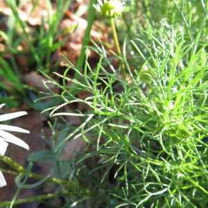 Photographie n°2347509 du taxon Matricaria perforata Mérat