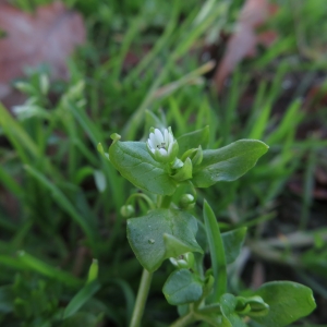 Photographie n°2347534 du taxon Stellaria media (L.) Vill.