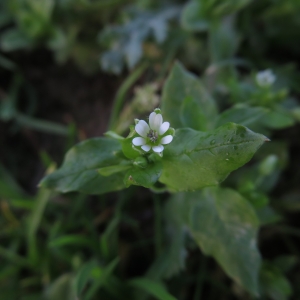 Photographie n°2347536 du taxon Stellaria media (L.) Vill.