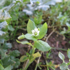 Photographie n°2347537 du taxon Stellaria media (L.) Vill.