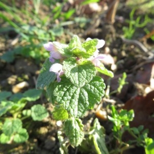 Photographie n°2347539 du taxon Lamium purpureum L.