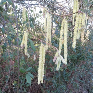 Photographie n°2347547 du taxon Corylus avellana L.