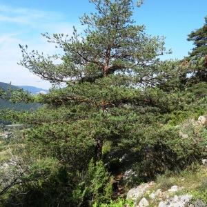 Photographie n°2347592 du taxon Pinus mugo subsp. uncinata (Ramond ex DC.) Domin [1936]