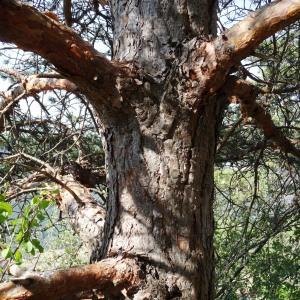 Photographie n°2347594 du taxon Pinus mugo subsp. uncinata (Ramond ex DC.) Domin [1936]