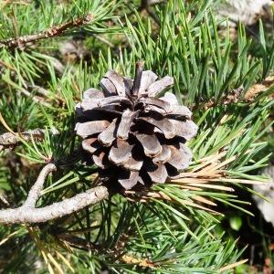 Photographie n°2347595 du taxon Pinus mugo subsp. uncinata (Ramond ex DC.) Domin [1936]