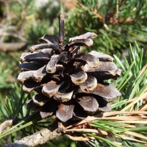 Photographie n°2347596 du taxon Pinus mugo subsp. uncinata (Ramond ex DC.) Domin [1936]