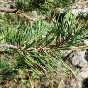 Photographie n°2347598 du taxon Pinus mugo subsp. uncinata (Ramond ex DC.) Domin [1936]