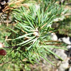 Photographie n°2347599 du taxon Pinus mugo subsp. uncinata (Ramond ex DC.) Domin [1936]