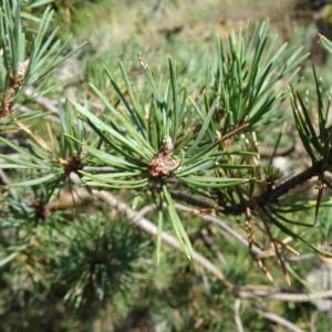 Photographie n°2347600 du taxon Pinus mugo subsp. uncinata (Ramond ex DC.) Domin [1936]