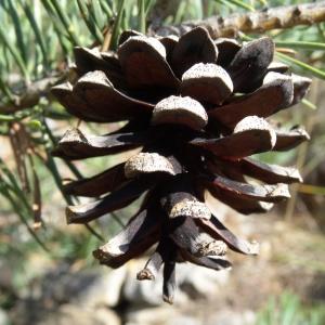 Photographie n°2347601 du taxon Pinus mugo subsp. uncinata (Ramond ex DC.) Domin [1936]