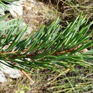 Photographie n°2347602 du taxon Pinus mugo subsp. uncinata (Ramond ex DC.) Domin [1936]