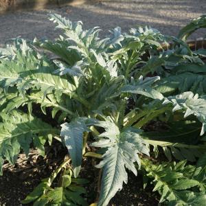 Photographie n°2347672 du taxon Cynara cardunculus L. [1753]