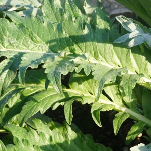 Photographie n°2347673 du taxon Cynara cardunculus L. [1753]