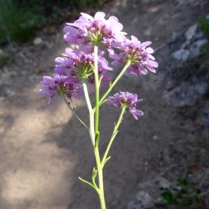 Photographie n°2347742 du taxon Iberis intermedia subsp. violletii (Soy.-Will. ex Godr.) Rouy & Foucaud [1895]