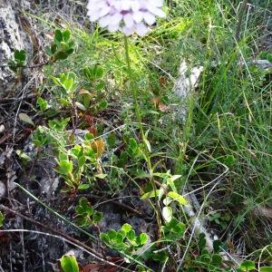 Photographie n°2347743 du taxon Iberis intermedia subsp. violletii (Soy.-Will. ex Godr.) Rouy & Foucaud [1895]