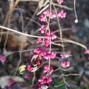 Photographie n°2347806 du taxon Symphoricarpos orbiculatus Moench [1794]