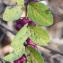  Liliane Roubaudi - Symphoricarpos orbiculatus Moench [1794]