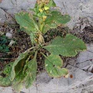 Photographie n°2347896 du taxon Verbascum thapsus L. [1753]