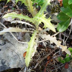 Photographie n°2347900 du taxon Carlina vulgaris L. [1753]