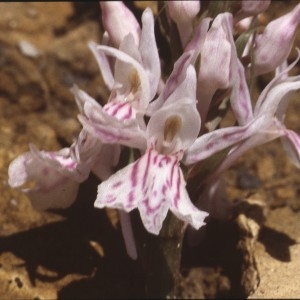  - Dactylorhiza maculata (L.) Soó [1962]