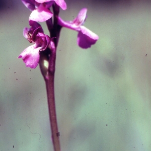 Photographie n°2347916 du taxon Orchis laxiflora Lam. [1779]