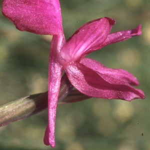 Photographie n°2347918 du taxon Orchis laxiflora Lam. [1779]