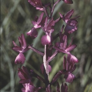 Photographie n°2347920 du taxon Orchis laxiflora Lam. [1779]