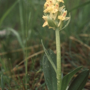  - Ophrys corbariensis J.Samuel & J.M.Lewin [2002]