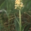  Liliane Roubaudi - Ophrys corbariensis J.Samuel & J.M.Lewin [2002]