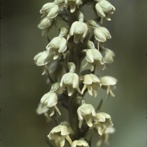  - Pseudorchis albida (L.) Á.Löve & D.Löve [1969]