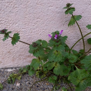 Photographie n°2348078 du taxon Lamium amplexicaule L.