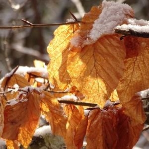 Photographie n°2348099 du taxon Fagus sylvatica L. [1753]