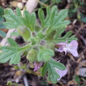 Photographie n°2348126 du taxon Teucrium botrys L. [1753]