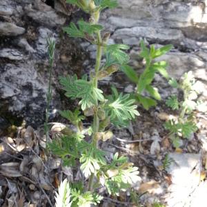 Photographie n°2348129 du taxon Teucrium botrys L. [1753]