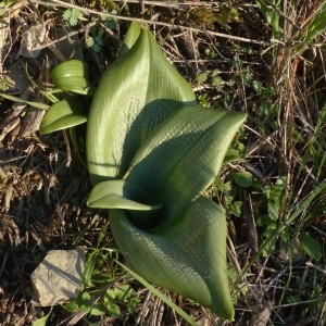 Photographie n°2348201 du taxon Himantoglossum hircinum (L.) Spreng. [1826]