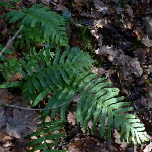 Photographie n°2348222 du taxon Polypodium cambricum L. [1753]